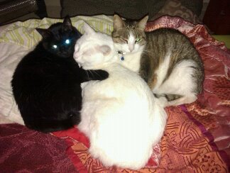 Tuna, Asterix i Enano.David Zardoya