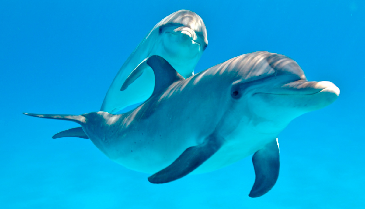 fotos-reproduccion-delfines1