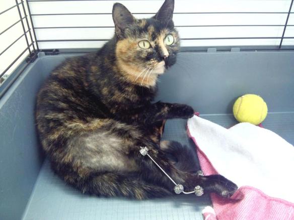 Marta acollida.març2014