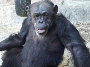 Trasladan-chimpance-Cecilia-santuario-Brasil_1014210648_125906658_626x472