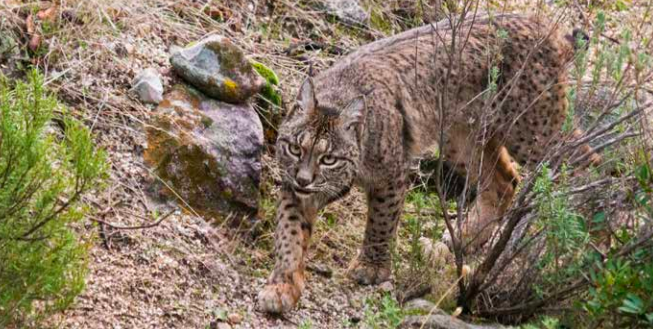 captura-de-pantalla-2018-03-04-a-las-17-18-21