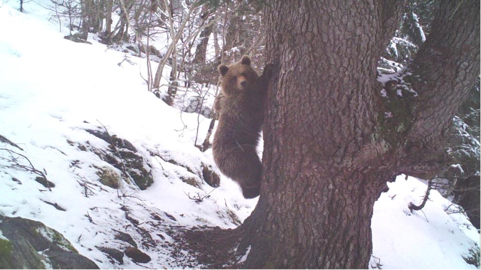 img_jelcacho_20180406-093552_imagenes_lv_terceros_oso1-khLE-U442246491580ls-992x558@LaVanguardia-Web