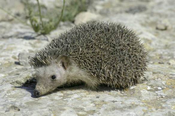 Formentera.-Medi-natural-fauna_18