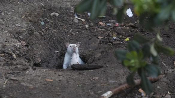 img_ajimenez_20180418-134041_imagenes_lv_propias_ajimenez_ratas1-kmKC--992x558@LaVanguardia-Web