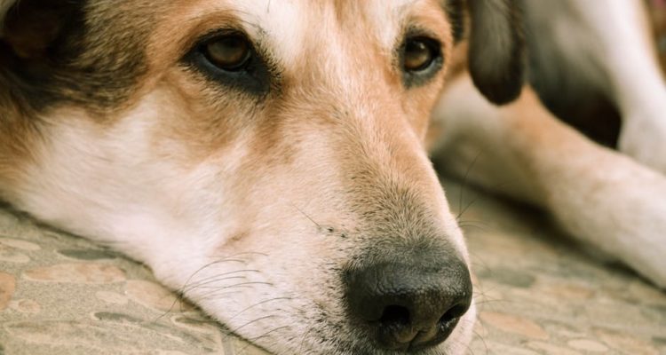 dog-animal-pet-sad-160835-750x400