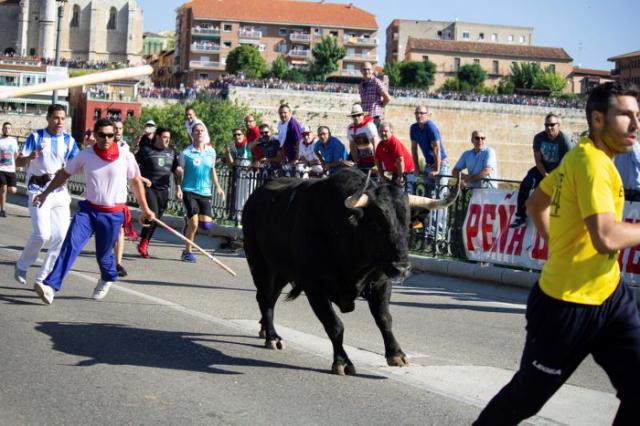 Toro de la Vega