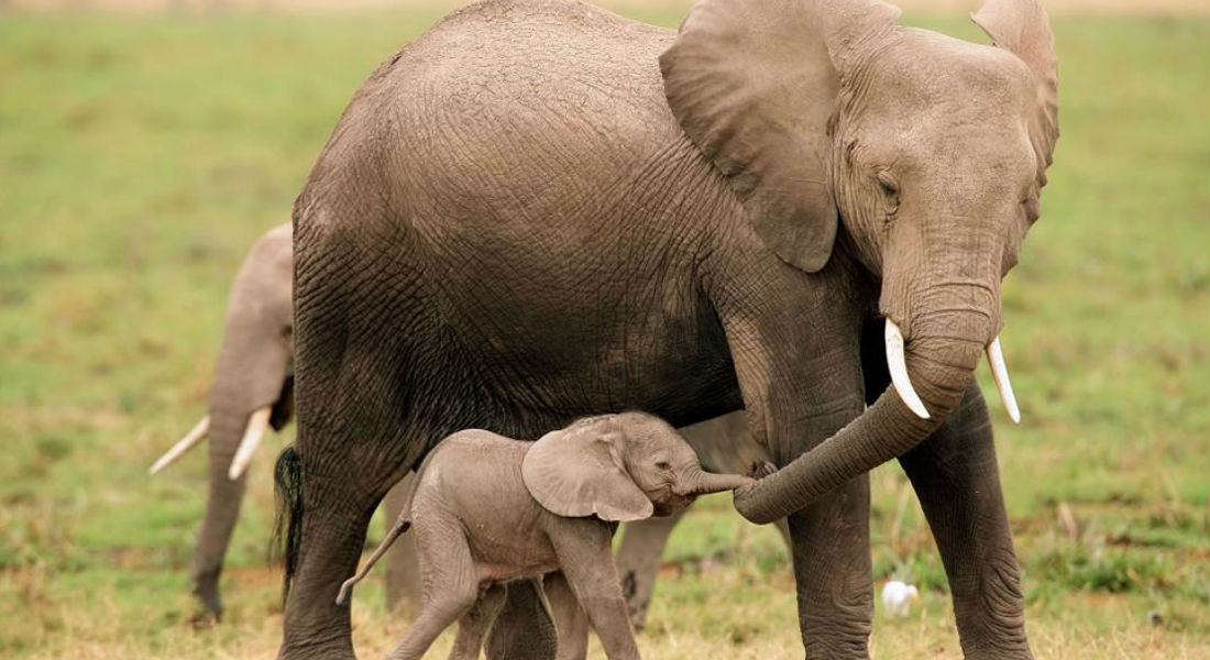 elefante_mama_cria