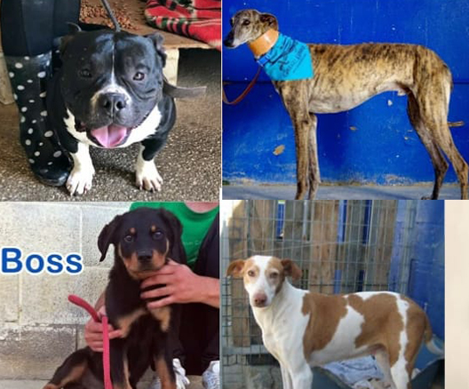 Asalto prote sevilla