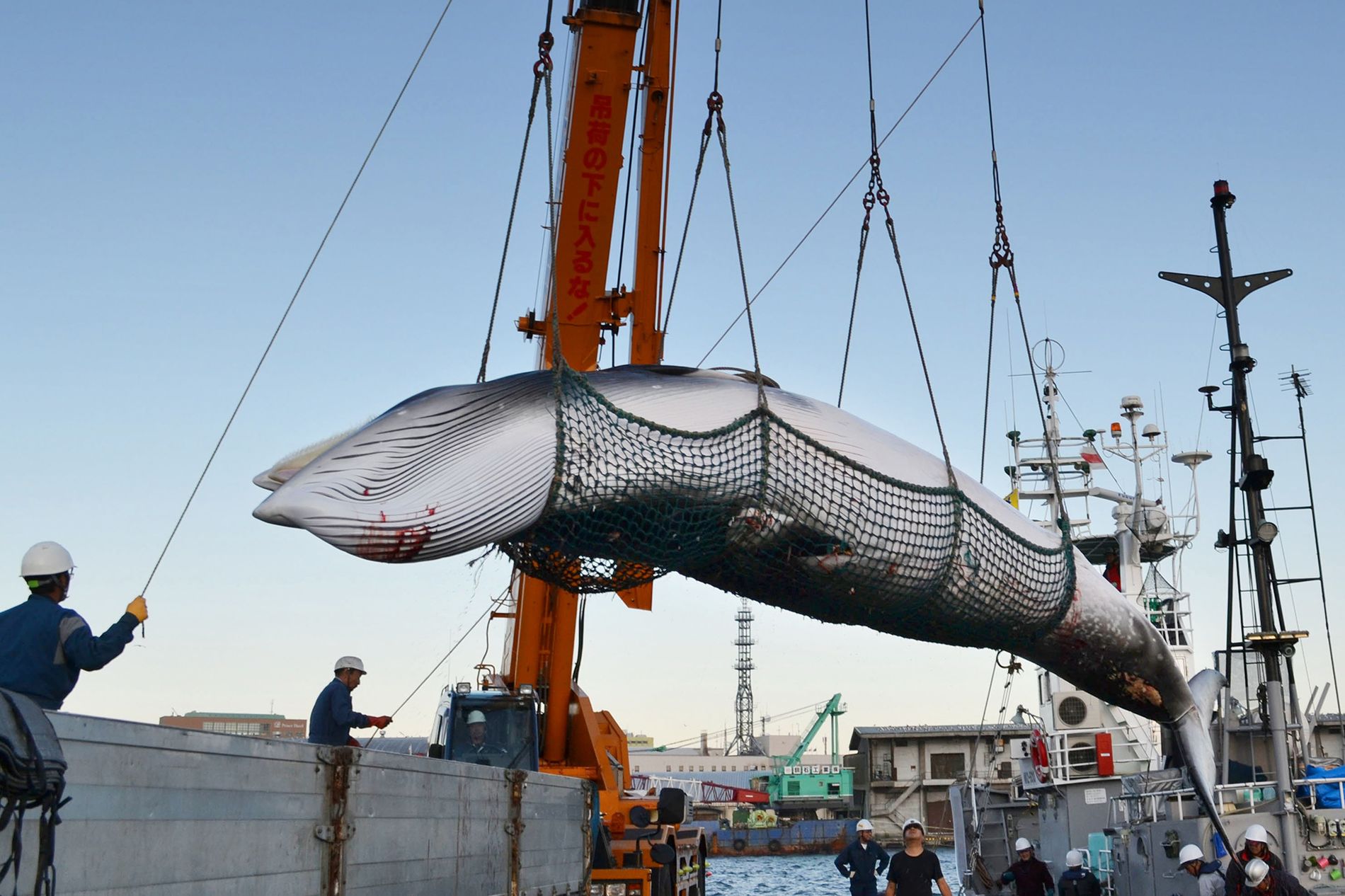 japan-whaling