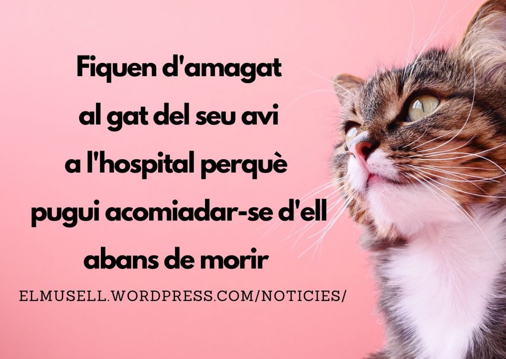 Light Brown Ewe Sheep Funny Thank You Card