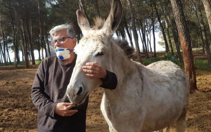 asno ibérico sense presupost