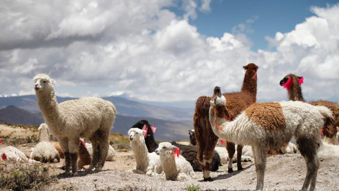 La llana.animal.anticossos covid-19