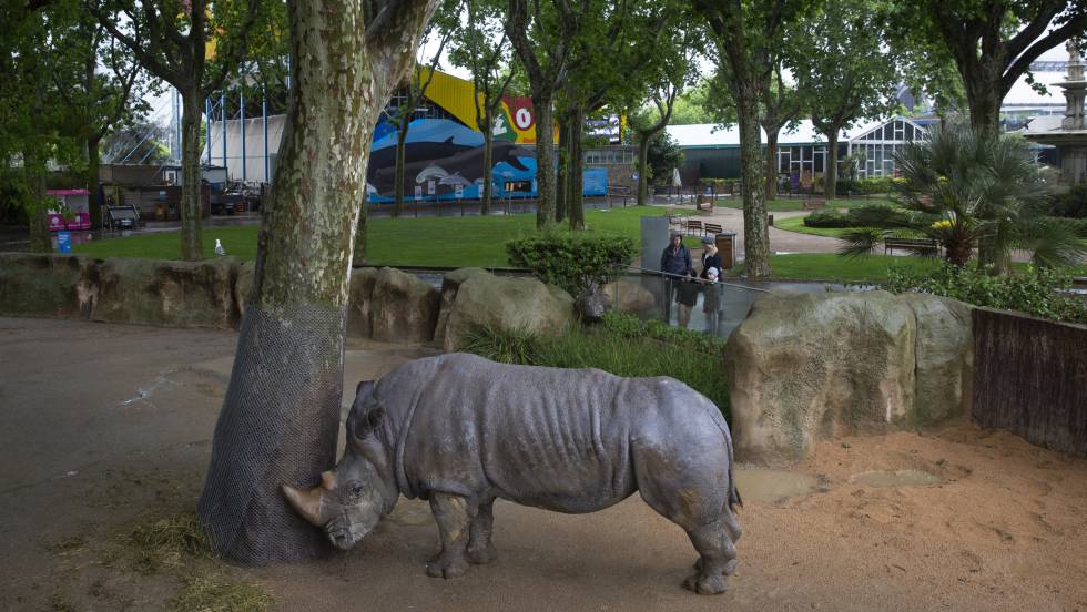 rino barcelona zoo