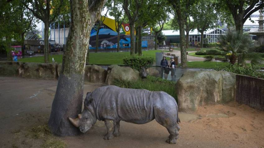 rino barcelona zoo