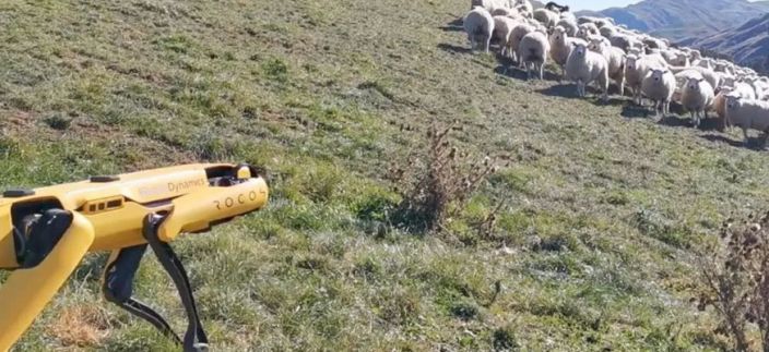 robot cuida ovejas