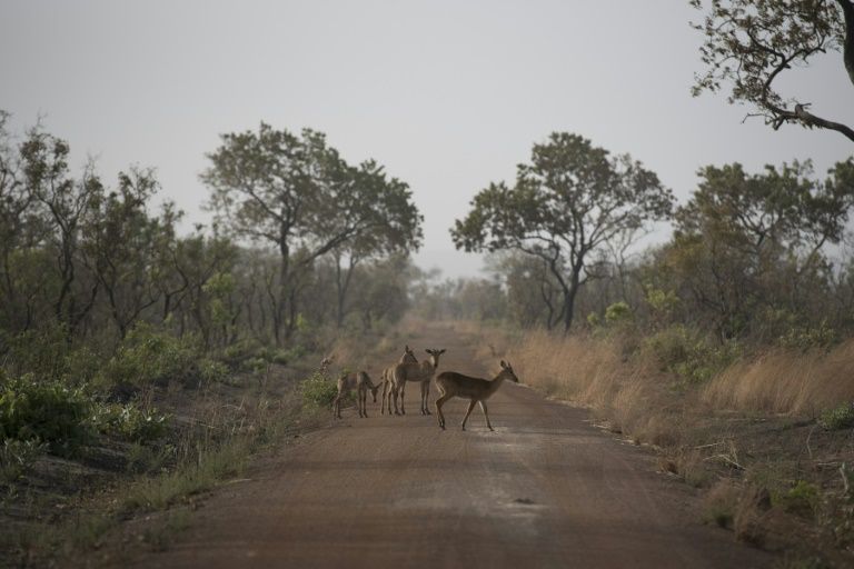 antílopes sudáfrica pandemia