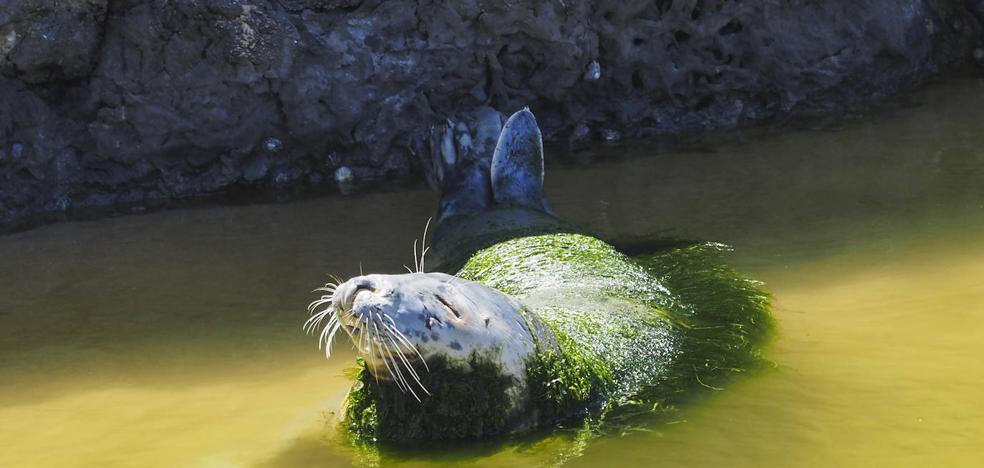 focas7578-kFMF--984x468@Diario Montanes