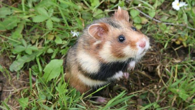 hàmster europeu