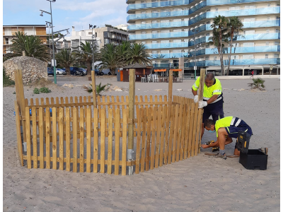 tortuga mar fa niu a catalunya
