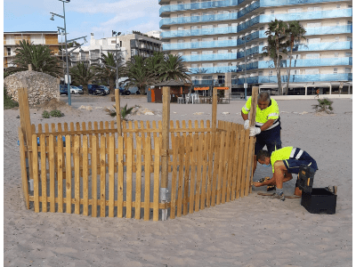 tortuga mar fa niu a catalunya