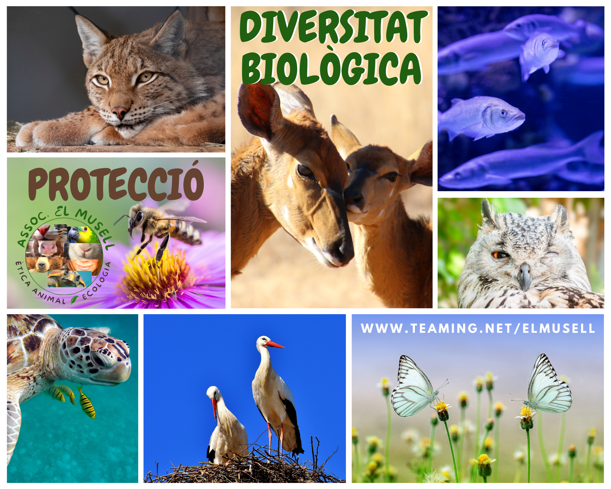 DIVERSITAT BIOLÒGICA