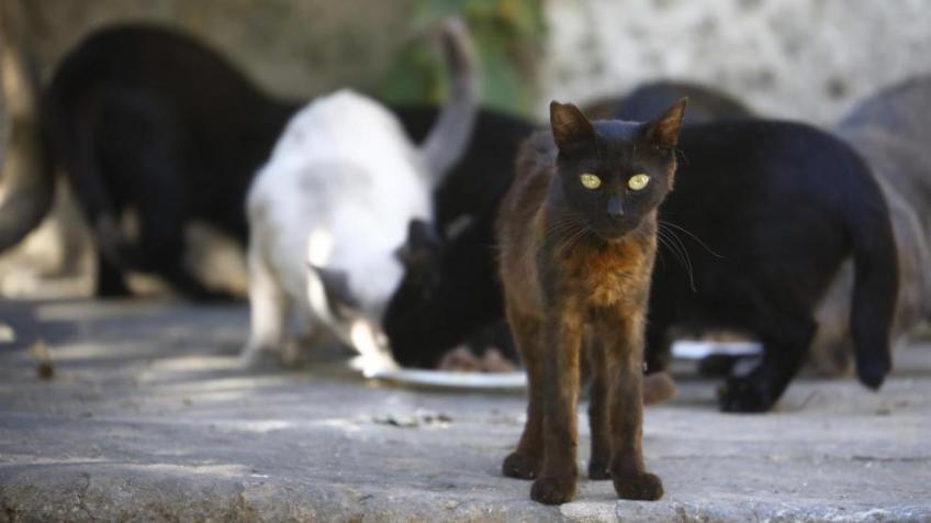 Colonia felina en el Alcazar de los Reyes Cristianos de Córdoba. EFE.Salas