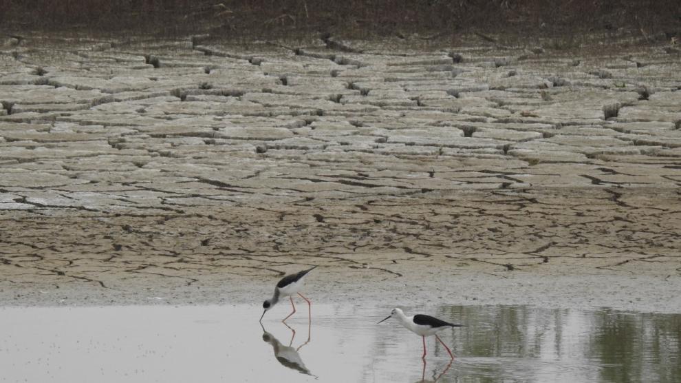 Parque Natural de Doñana.EP