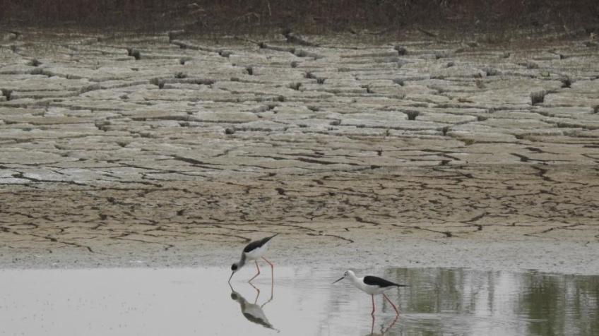 Parque Natural de Doñana.EP